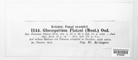 Apiognomonia veneta image